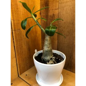 adenium-35