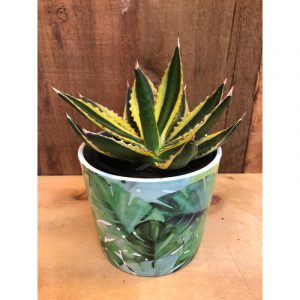 agave-lophantha-33