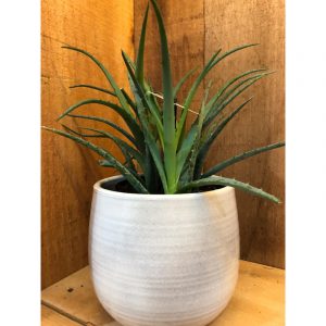 aloes-29