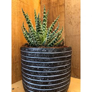aloes-humulis-33