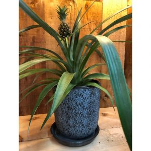 ananas-66