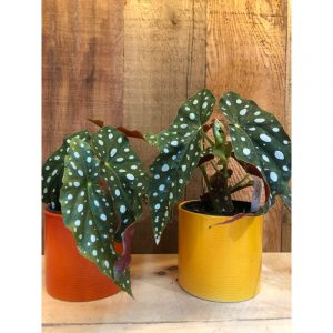 beonia-maculata-27