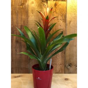 bromeliacea-28