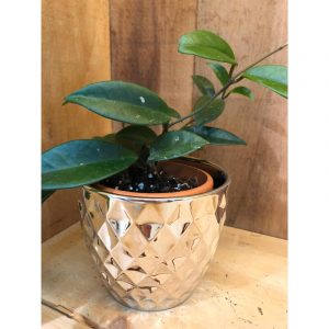 hoya-et-pot-3600