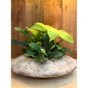montage-de-plante-avec-pot-8800