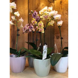 orchidee_29