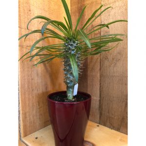 pachypodium-25