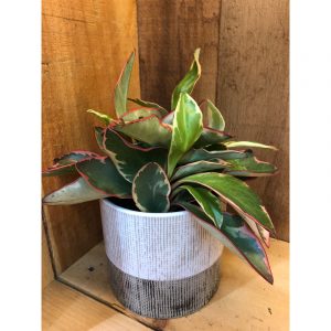 peperomia-tricolor