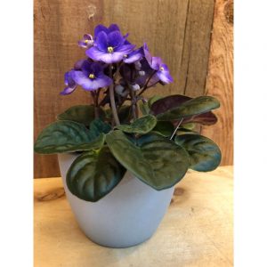 violettre-africaine-mauve-12