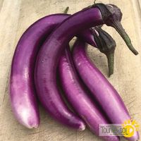 aubergine-ping-tung-long