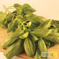 basilic-de-genes