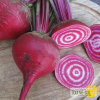 betterave-chioggia