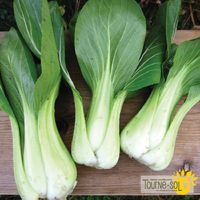 bok-choy-shanghai-green