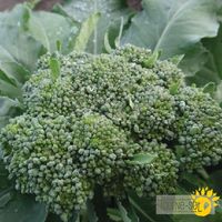 brocoli-de-cicco