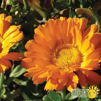 calendule-erfurter