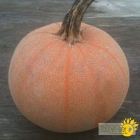 citrouille-winter-luxury