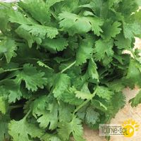 coriandre-santo-cilantro