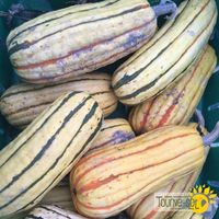 courge-delicata-zeppelin