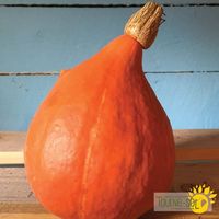 courge-red-kuri