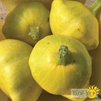 courgette-patisson-golden-scallopini