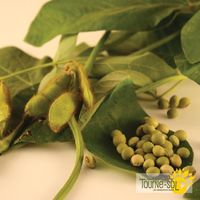 feve-de-soja-edamame-envy