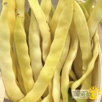 haricots-grimpants-jaunes-gold-marie
