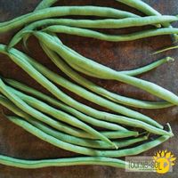 haricots-grimpants-verts-cobra