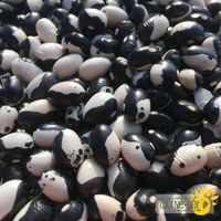 haricots-nains-secs-orca