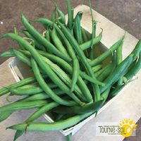 haricots-nains-verts-maxibel