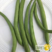 haricots-nains-verts-provider