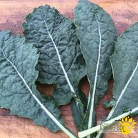 kale-lacinato