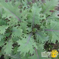 kale-red-russian