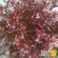 laitue-feuille-de-chene-red-salad-bowl