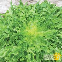 laitue-feuille-de-chene-verte-regal-oak