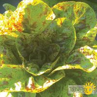 laitue-romaine-flashy-trout-back