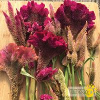 melange-celosia