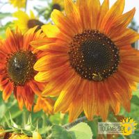melange-tournesol