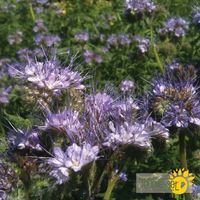 phacelia
