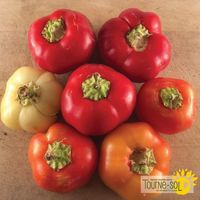 piment-fort-alma-paprika
