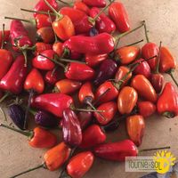 piments-forts-chinese-five-color