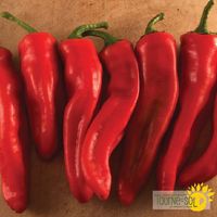piments-forts-georgia-flame