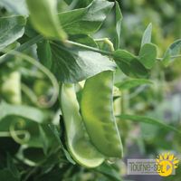 pois-des-neiges-oregon-sugar-pod-II