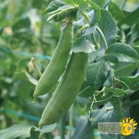 pois-mange-tout-cascadia