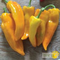 poivron-doux-gatherer-s-gold