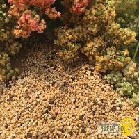 quinoa-arc-en-ciel