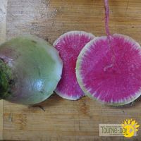 radis-melon-d-eau