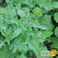 rapini-spring-raab