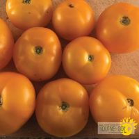 tomate-jaune-golden-bison