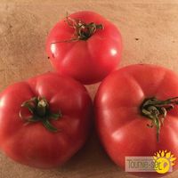 tomate-rose-mac-pink