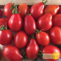 tomate-rouge-a-sauce-fiaschetto